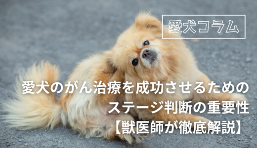 愛犬のがん治療を成功させるためのステージ判断の重要性【獣医師が徹底解説】】